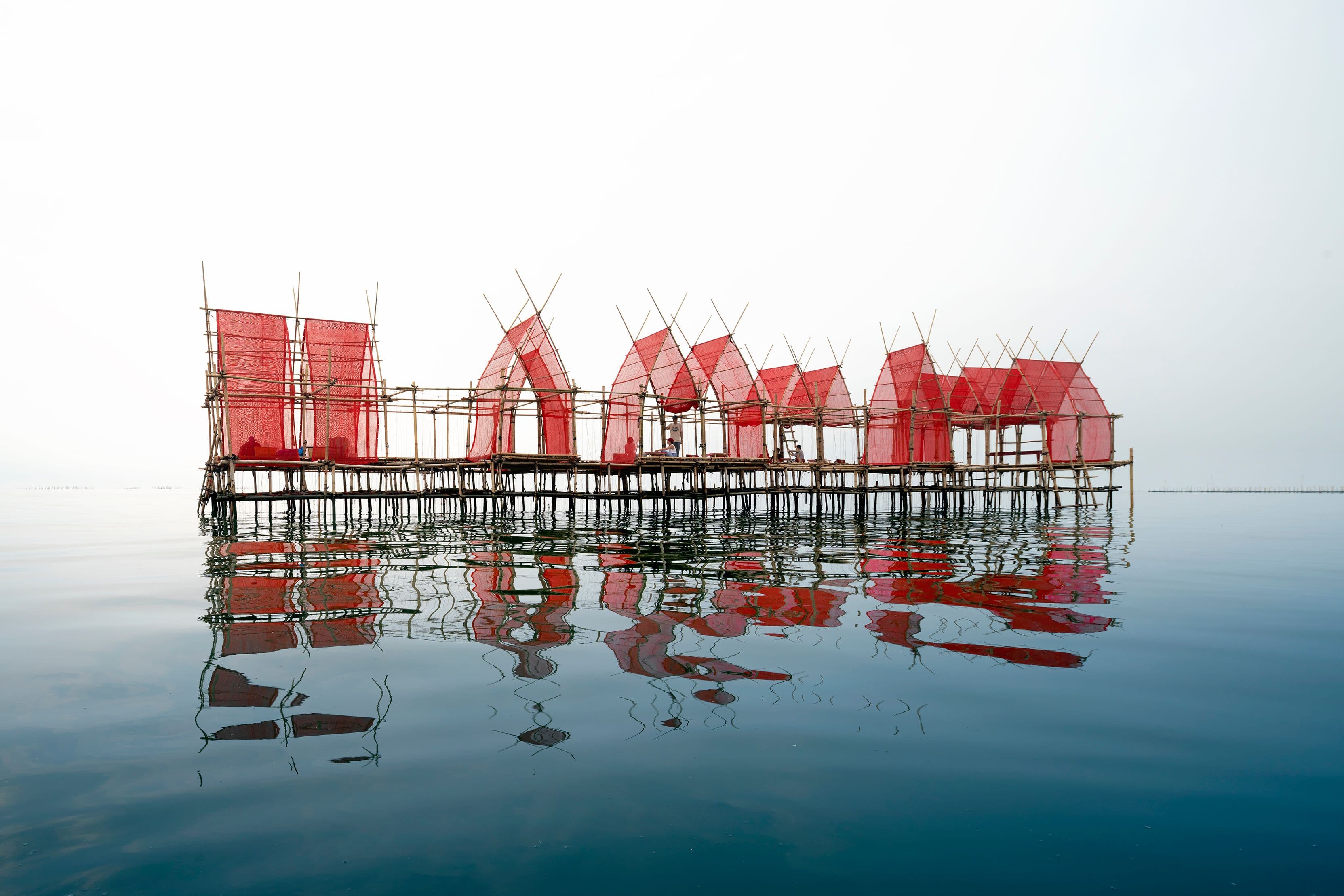 Angsila Oyster Scaffolding