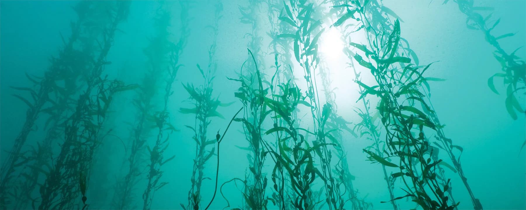 Sun filtering through Ishga seaweed underwater.