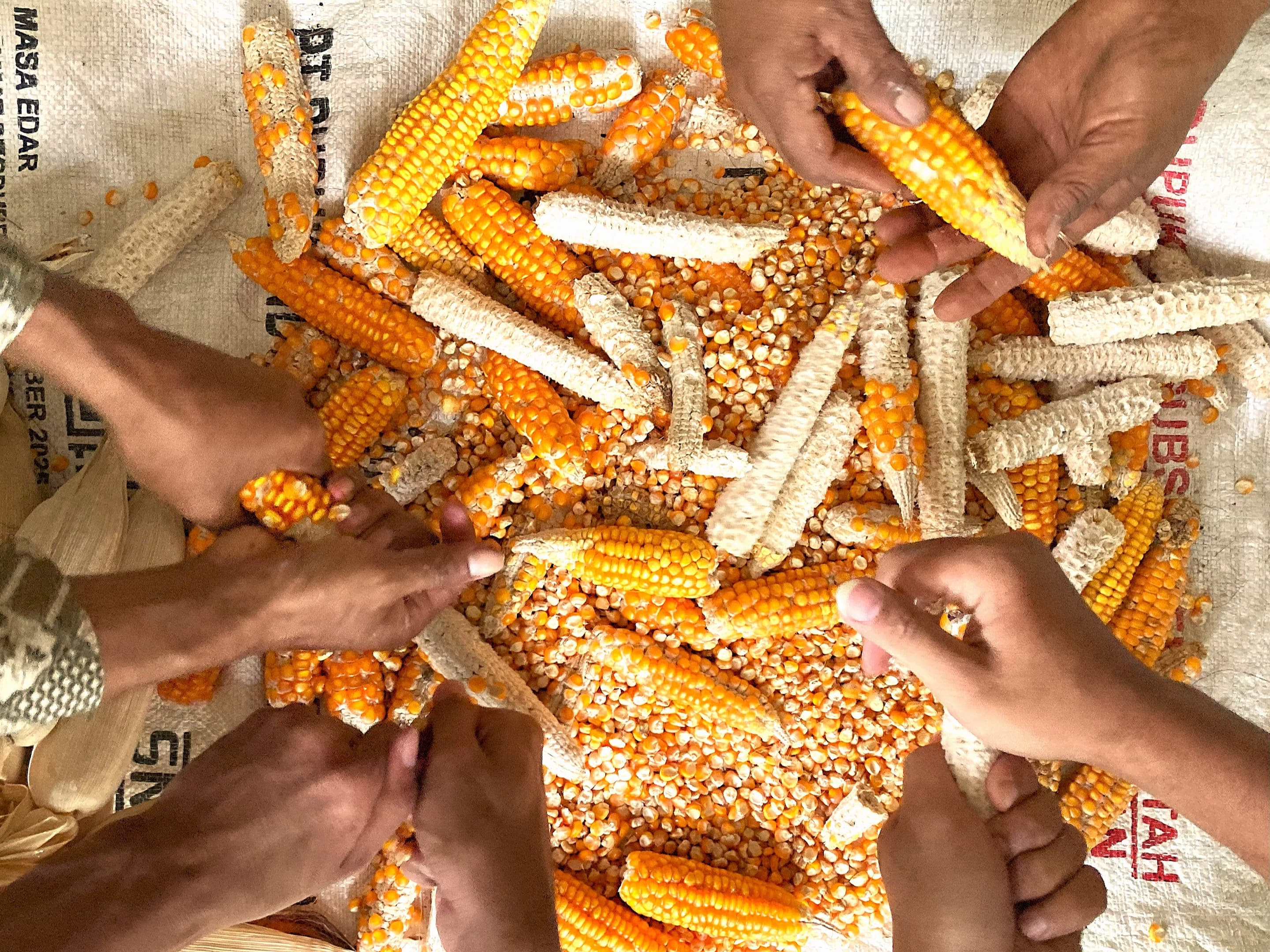 Overhead photo of people removing kernels from discarded corn cobs.