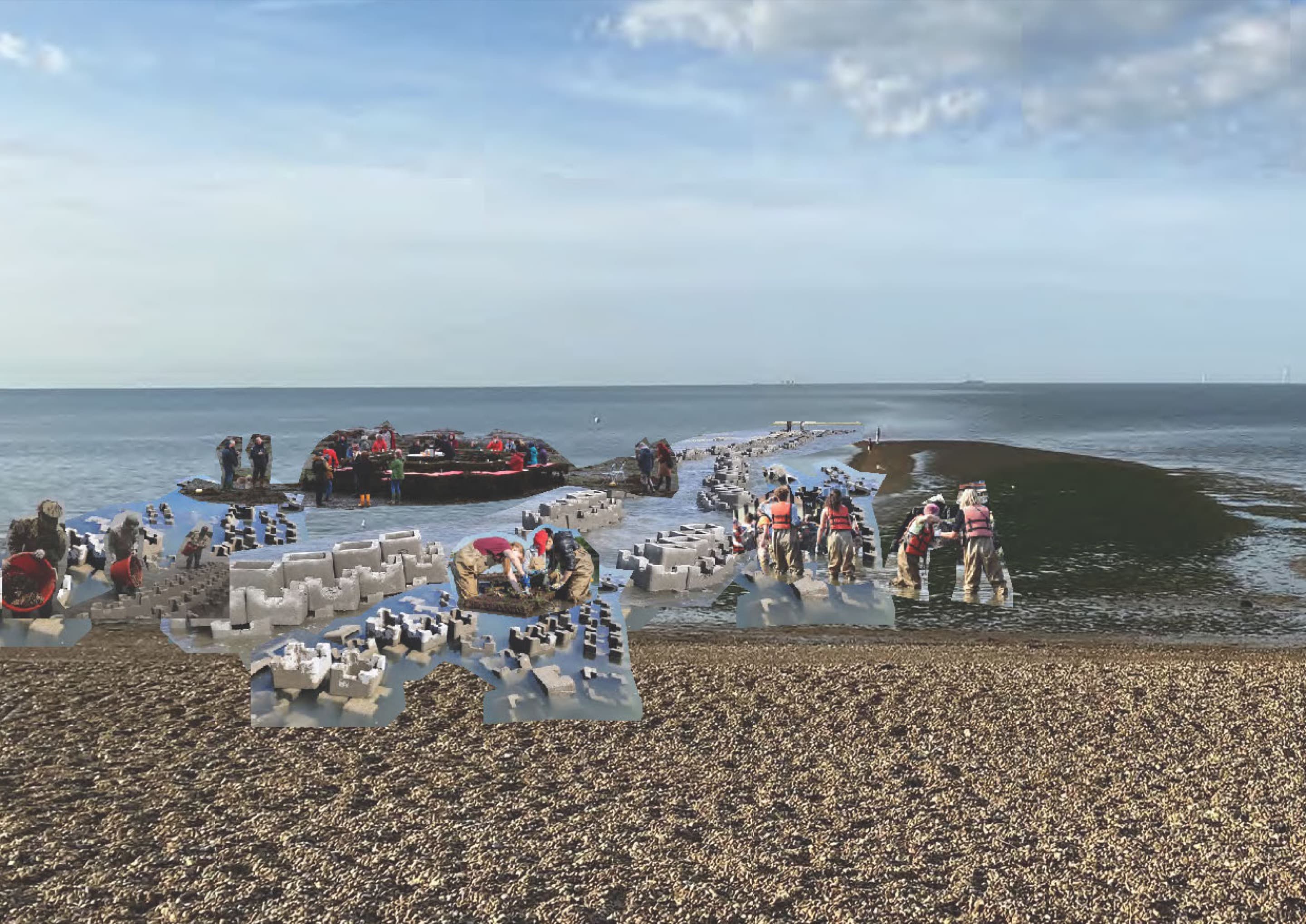 Collage of oyster filtering on a beach.