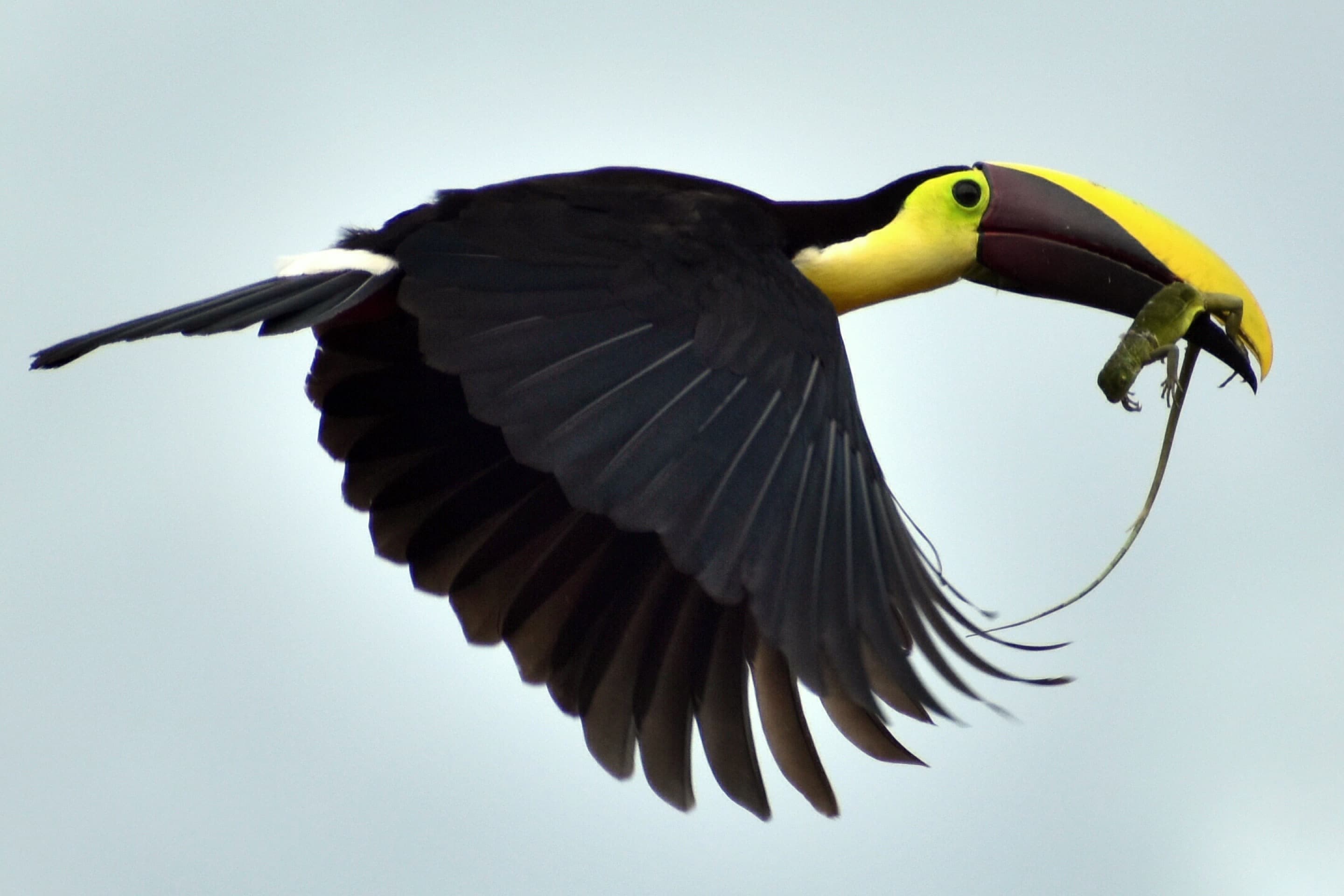 A chestnut-mandibled toucan flying away with a lizard in its beak.