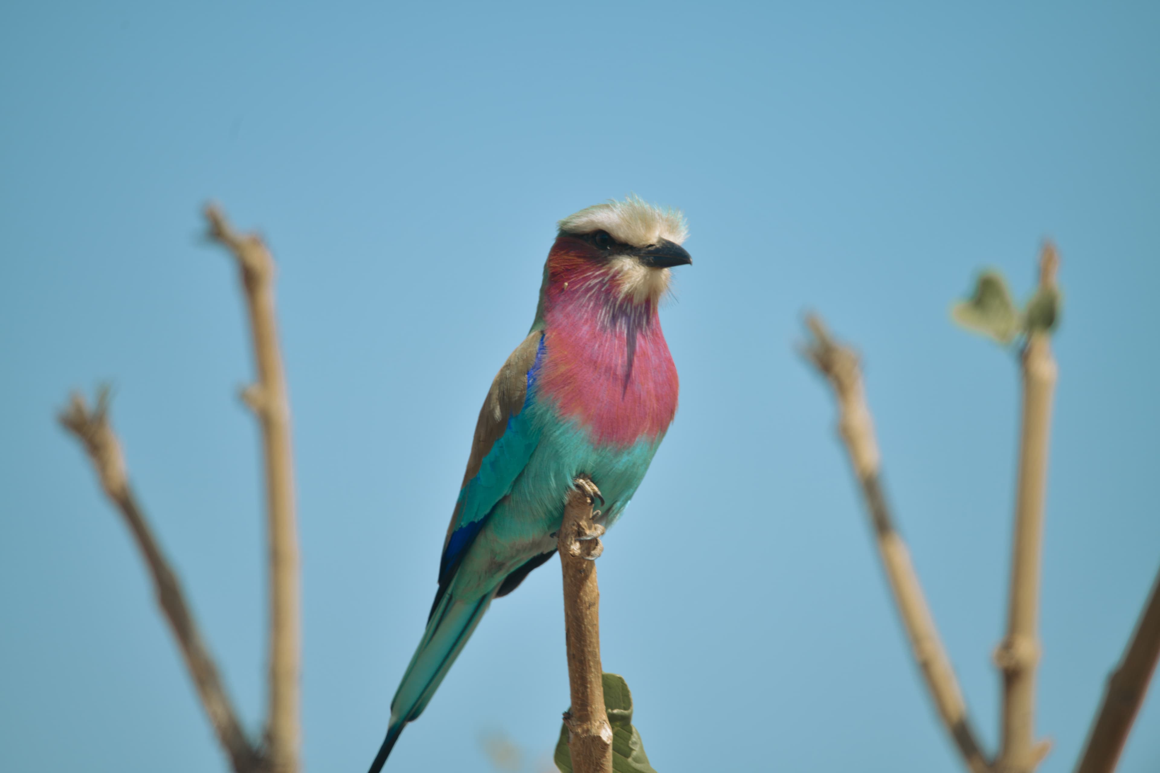 A breasted roller perched on a branch against a blue sky. The roller has a red bib, a green tail, and a yellow crown.