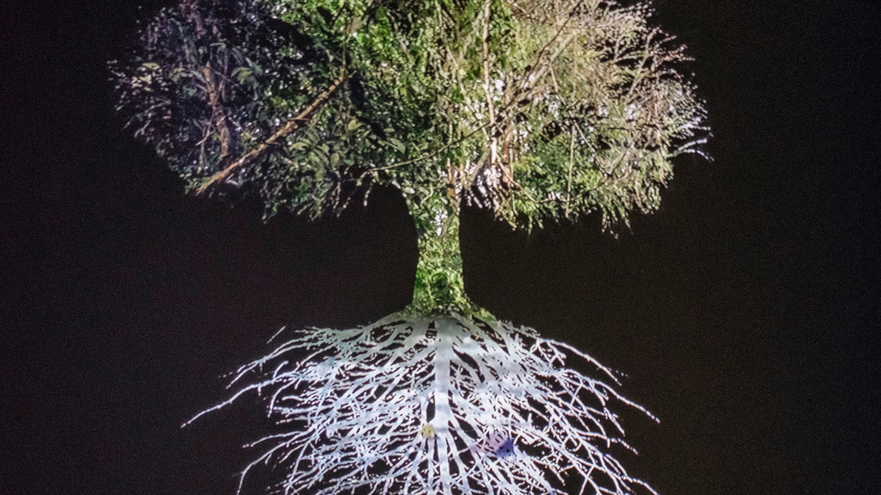 An image of a tree with both branches and roots visible against a black background.