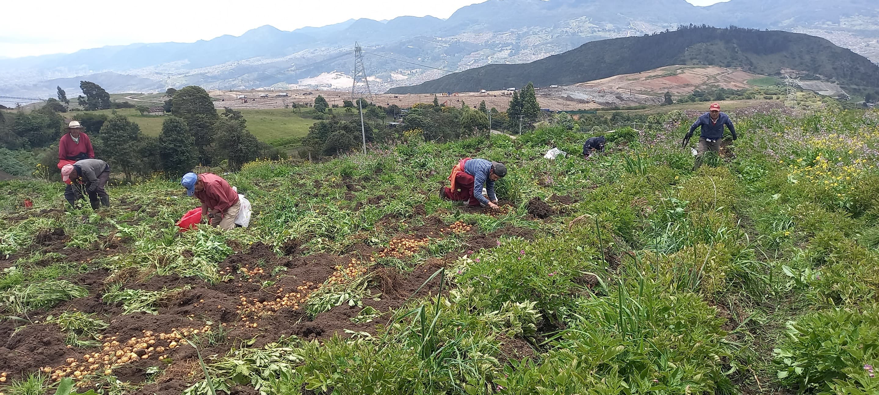 Farmers harvesting potatoes in Colombia with mountains in the background.
