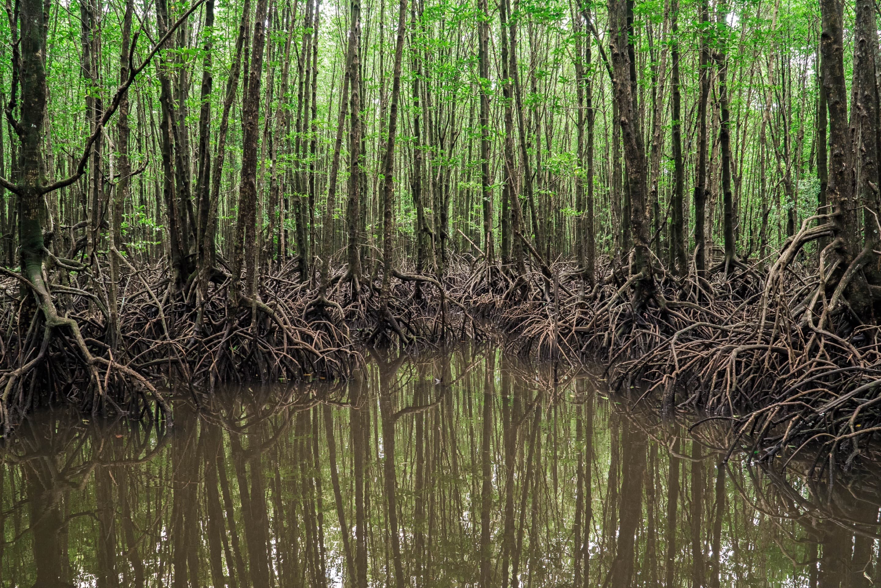 Trees reflected in the water of a Cambodian mangrove forest. Still from the film Lost World by Kalyanee Mam.