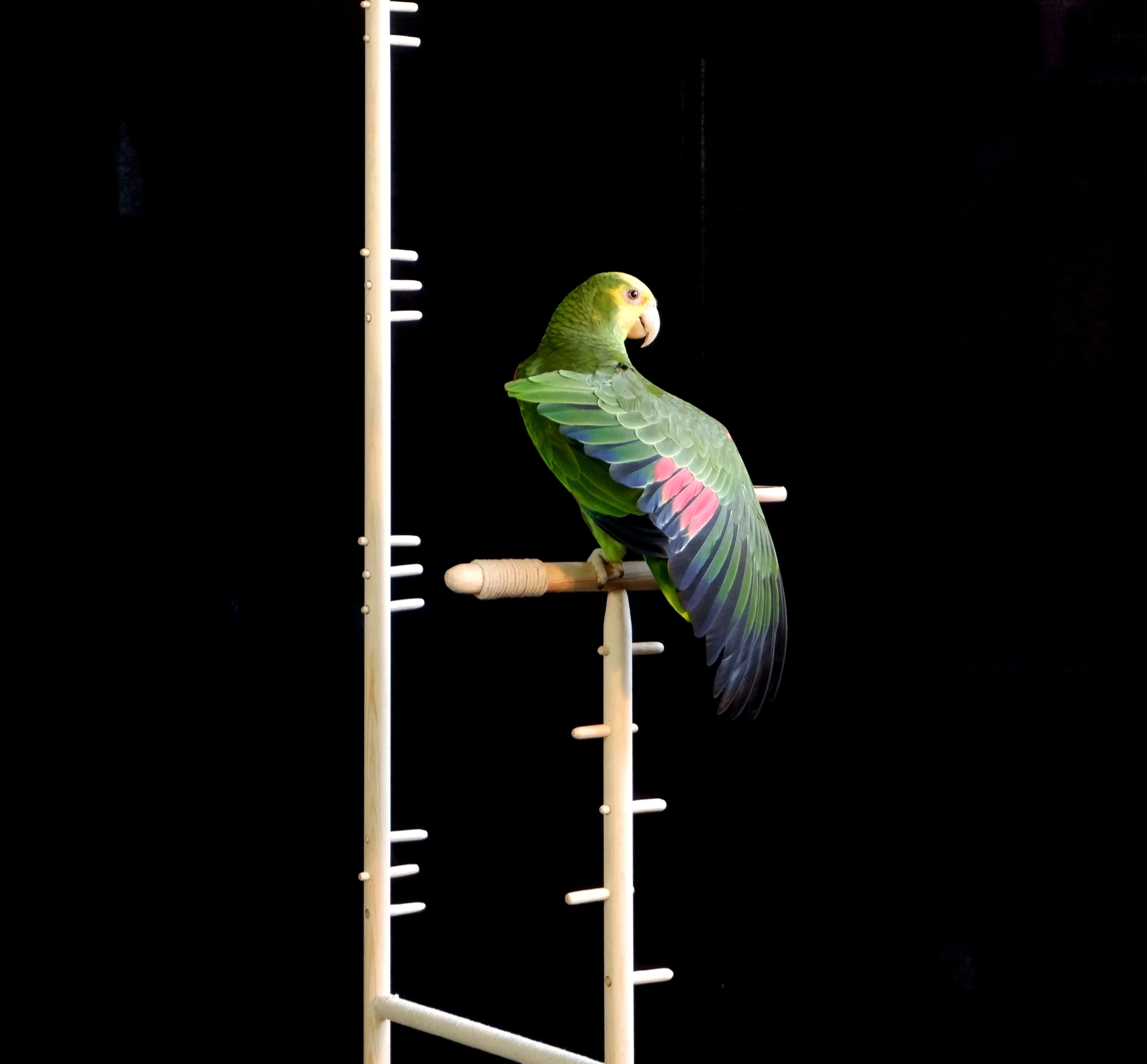 A green bird on a wooden perch against a black background.